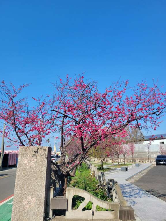 Lễ hội hoa anh đào Houli 2026