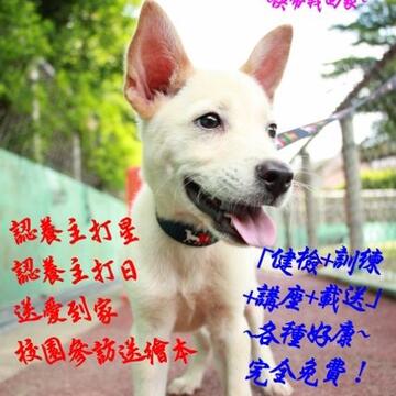 帶毛小孩回家 動物之家推認養優惠活動-小白狗