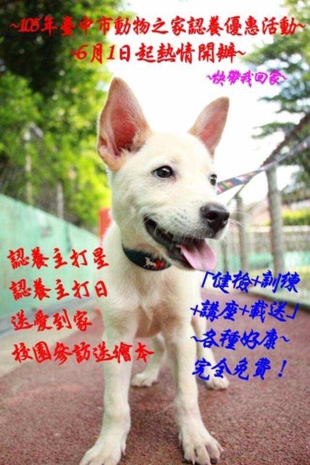 帶毛小孩回家 動物之家推認養優惠活動-小白狗