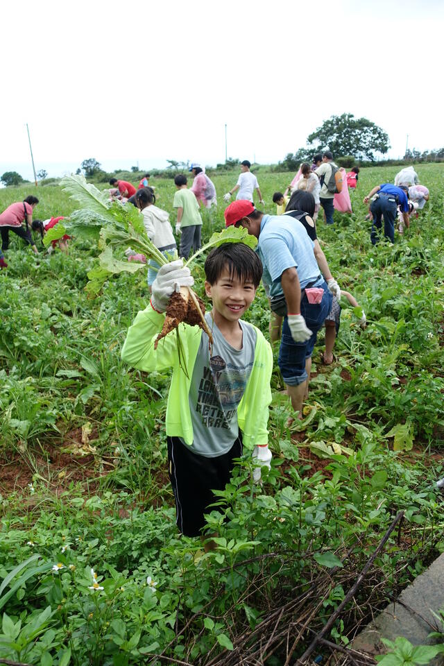 體驗田園之樂 清水海風社區拔蘿蔔活動開放報名