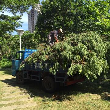 挖除外來種「銀合歡」 文心森林公園棲地改善