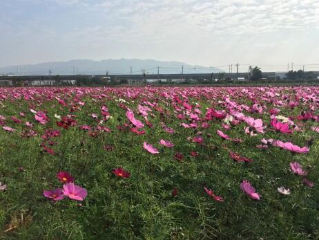 迎花博 中市添多处花田营造花园城市气氛