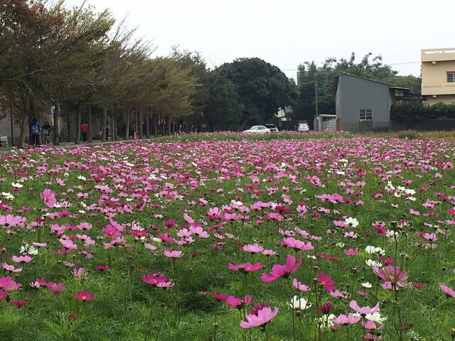 神冈社南里五彩缤纷花田