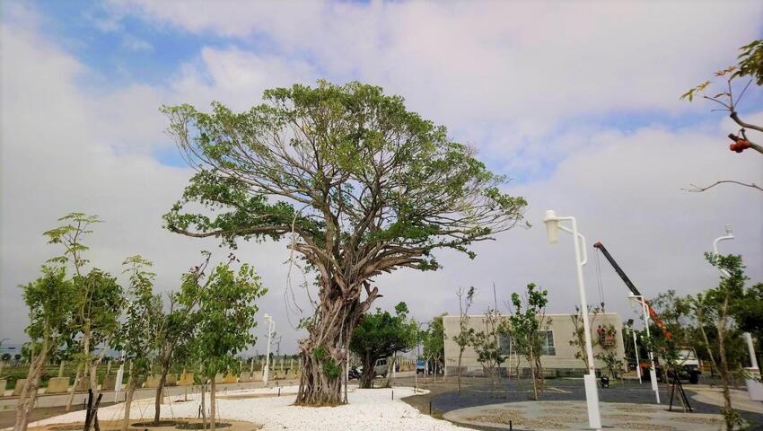 中市水湳中央公园万株原生树种 8月试营运