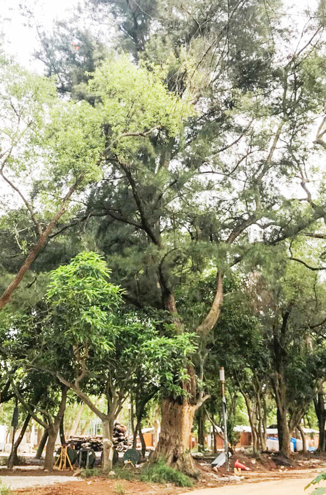 花博后里森林園區原始林相完整保留 奇樹異果處處可見