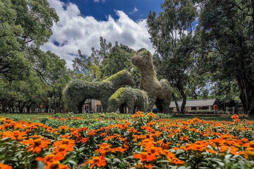 阿拉伯馬現蹤花博后里馬場園區 綠雕藝術生動吸睛