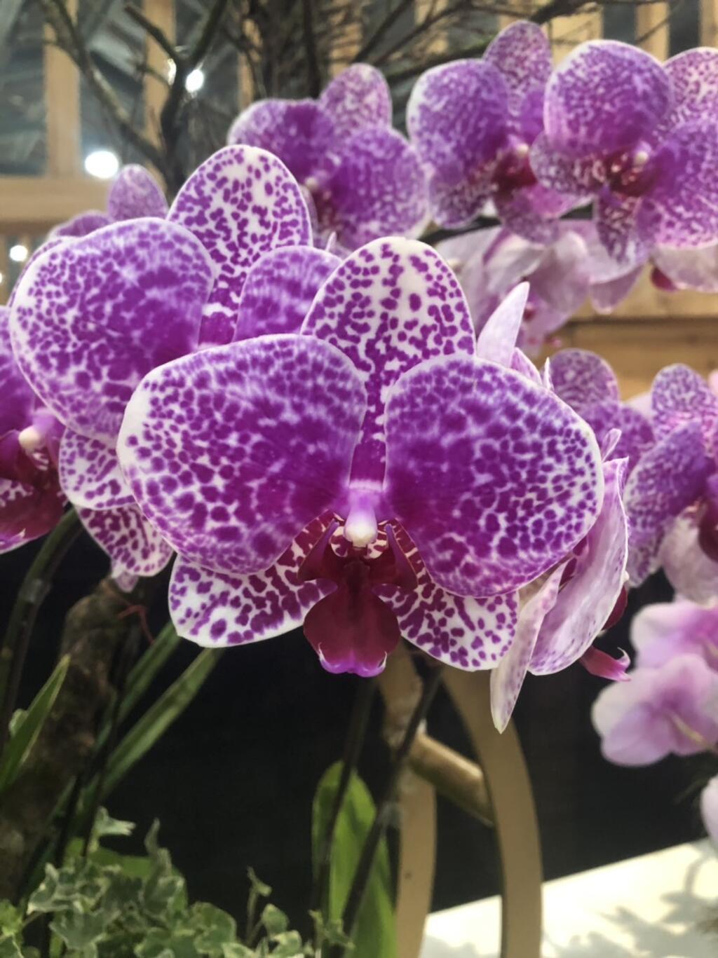 新春迎喜氣 花博外埔園區蝴蝶蘭特展走春好去處