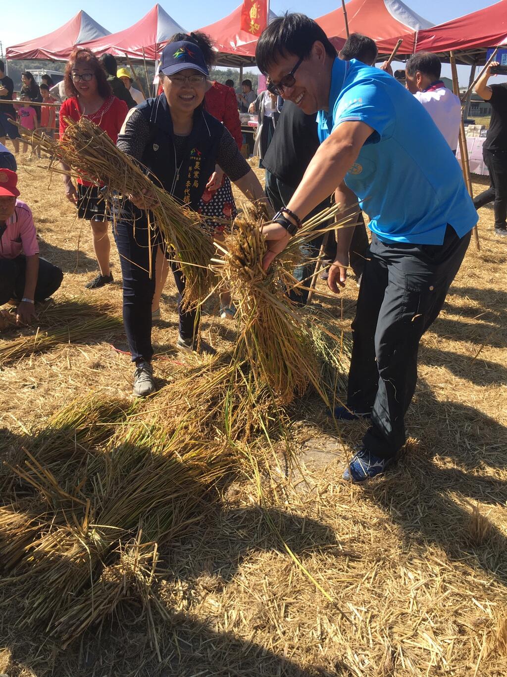 農業局主秘學習如何使用-倒吊曬稻法