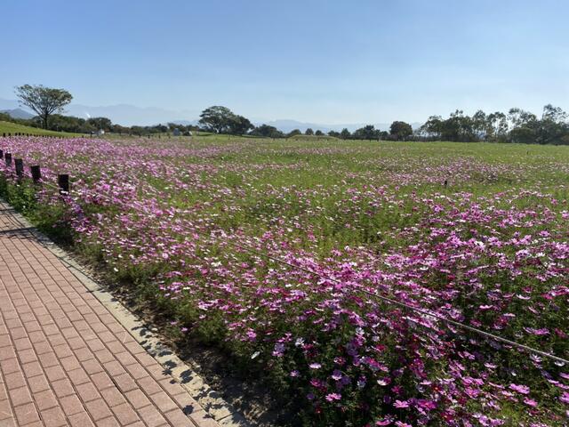 中市府在后里環保公園種植12公頃大波斯菊