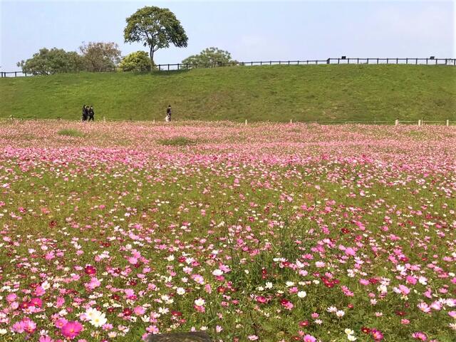 后里环保公园波斯菊花海绽放.jpg