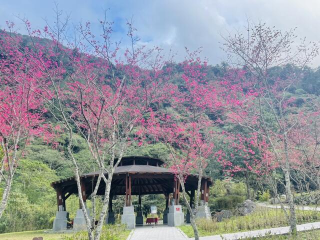 台中樱花绽放