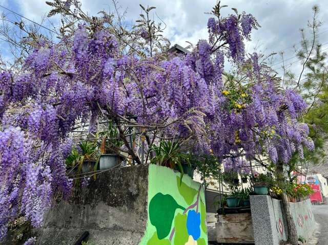 山城赏花正当时