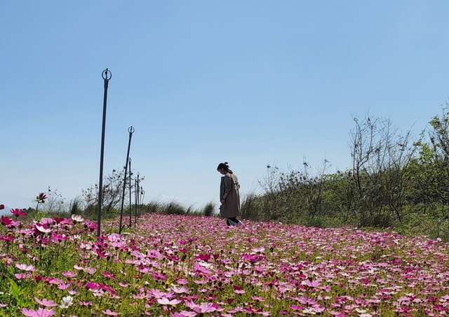 波斯菊花海成为打卡新热点