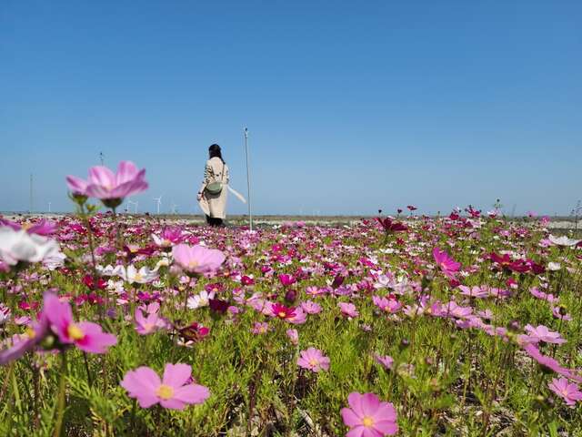 波斯菊花海成为网美打卡新热点