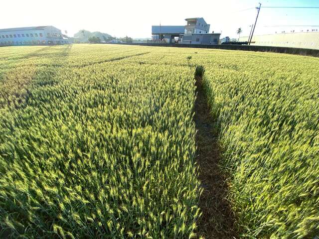 大雅小麥田