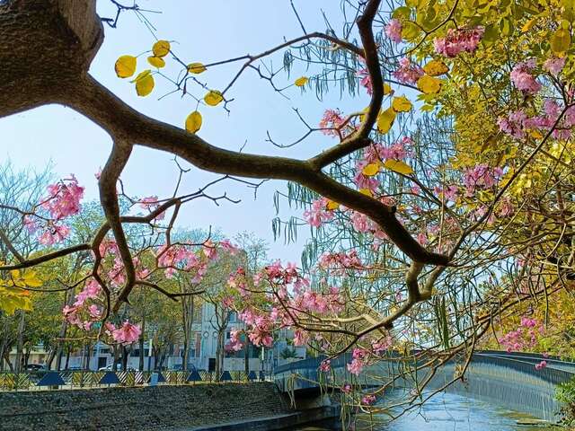 白色浪漫情人节携伴赏花趣-惠来溪洋红风铃木花团锦簇