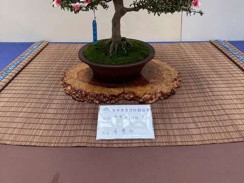 皐月杜鵑盆栽競賽中型組金牌作品