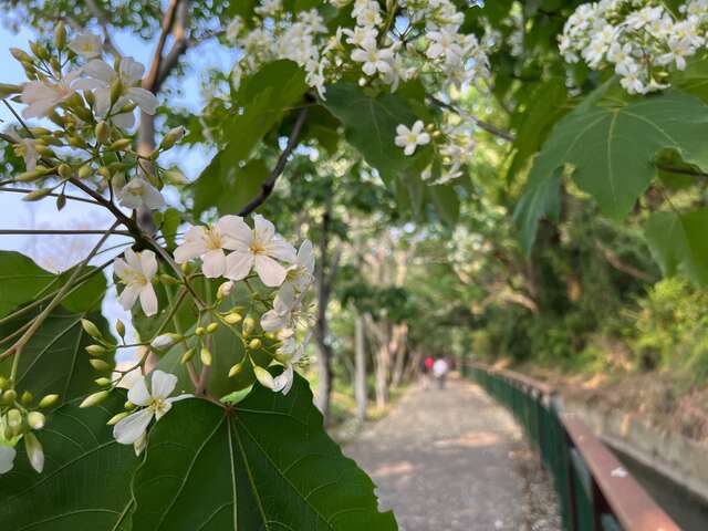 水流东休闲农业区油桐花生态步道_0