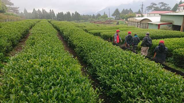 福寿山农场茶园解说