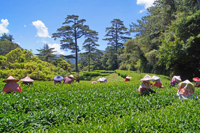 福寿山农场-6月采制福寿长春茶