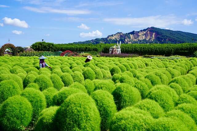 中社觀光花市 波波草_0