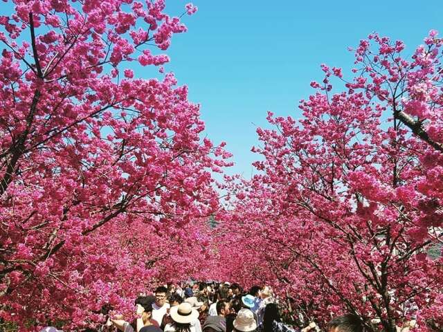 2019后里泰安桜まつり