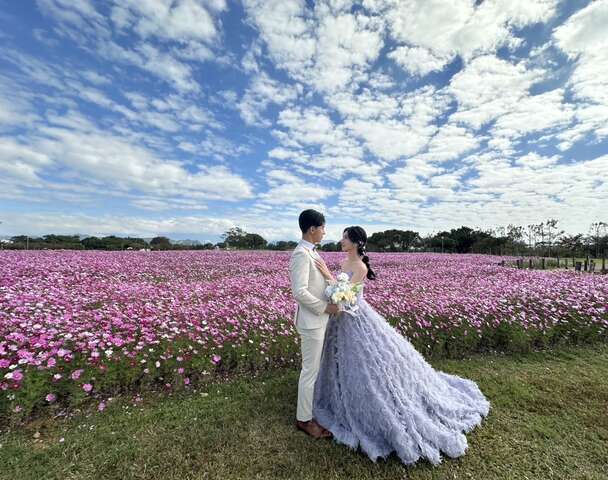 后里環保公園浪漫花海-吸引新人前來取景_0