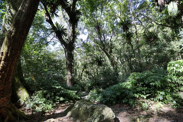 雪山坑登山步道-山蘇森林_0