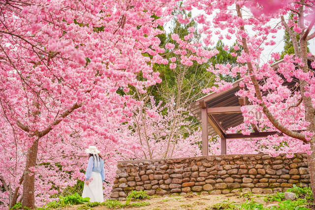 福壽山農場千櫻園生態景觀步道_0