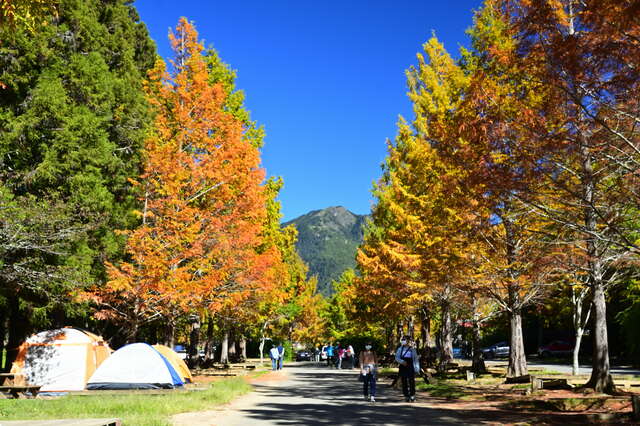 武陵農場11月露營區水杉_0