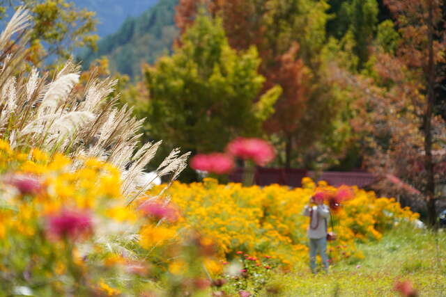 武陵11月芳香萬壽菊_0