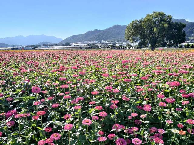 新社花海大爆發_0