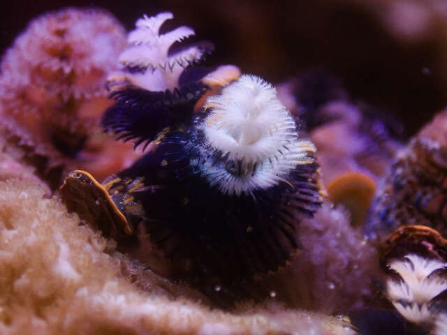 台中海洋馆的大旋鳃虫黑白相间的鳃冠-外型宛如迷你圣诞树-模样相当可爱