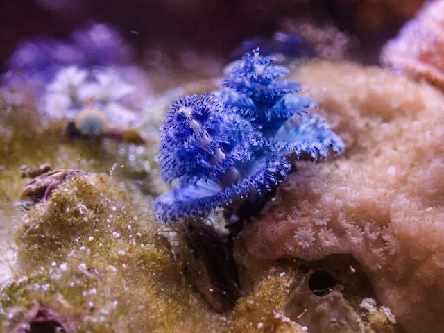 台中海洋馆的大旋鳃虫展开两朵螺旋般的蓝色鳃冠-犹如迷你圣诞树-相当可爱