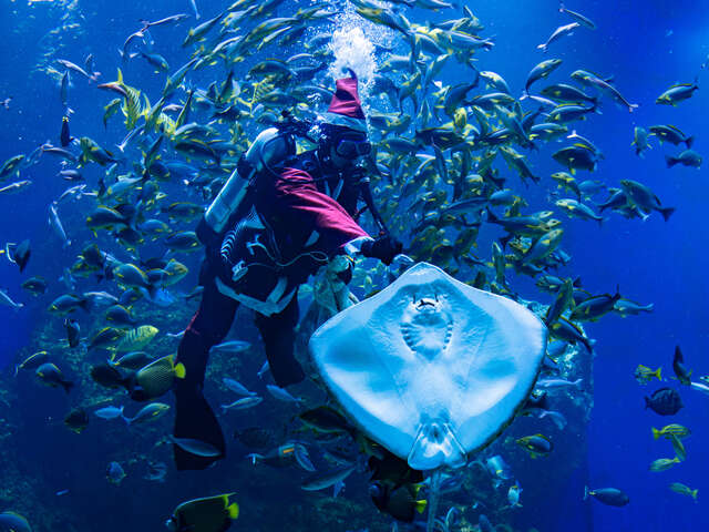 台中海洋馆圣诞老人互动喂食
