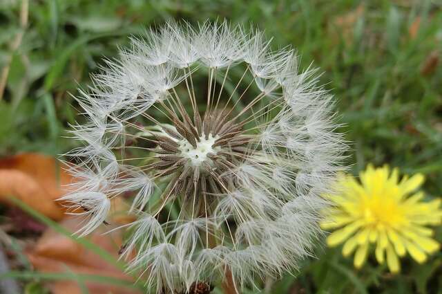 台湾蒲公英生态微旅