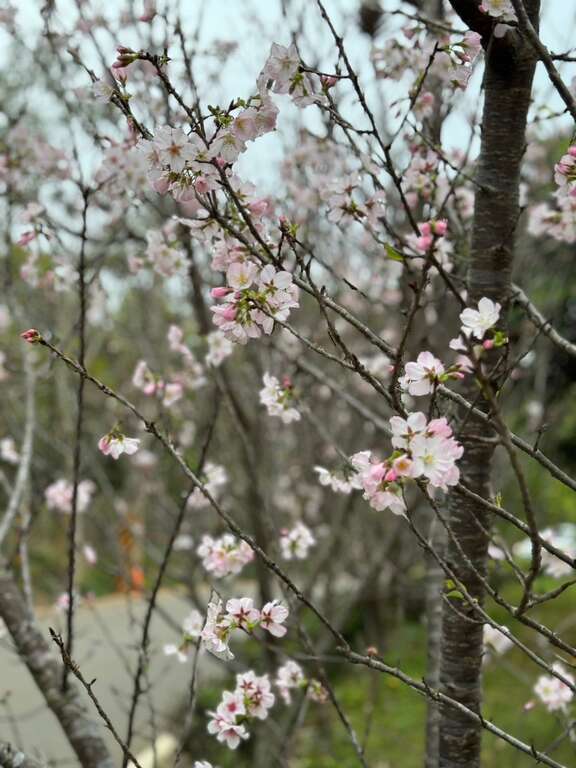 沙鹿樱花隧道 淡粉色吉野樱