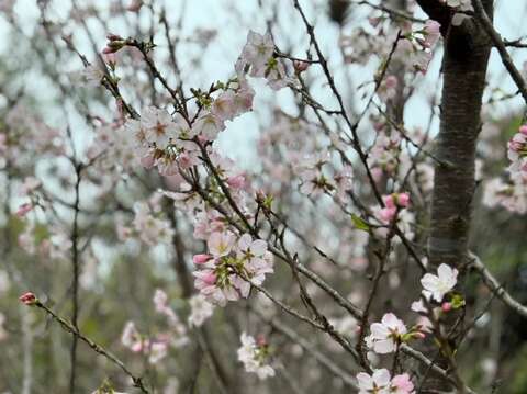 沙鹿樱花隧道 淡粉色吉野樱