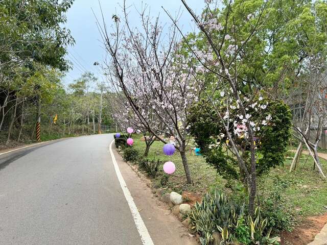 沙鹿樱花隧道 沿途樱花