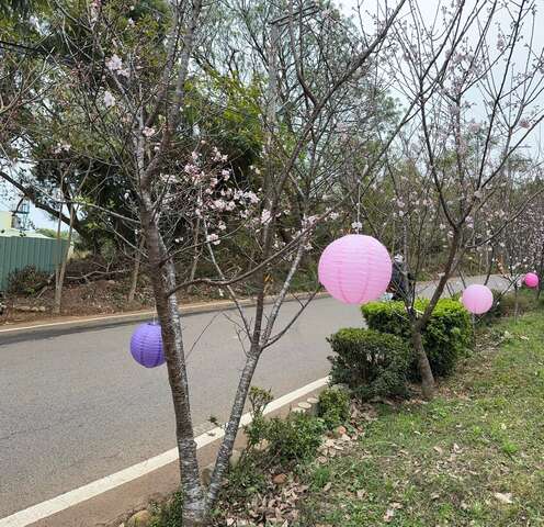 沙鹿樱花隧道 吉野樱