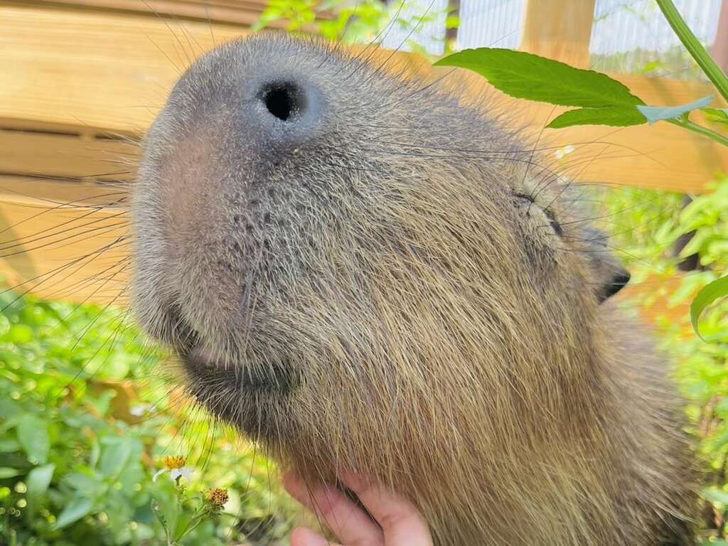 马场内的卡皮巴拉-水豚-很受小朋友欢迎