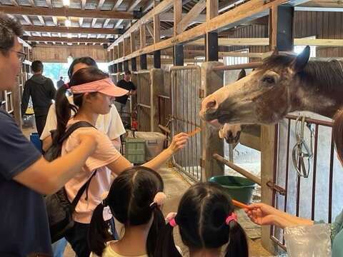 后里马场马匹喂食