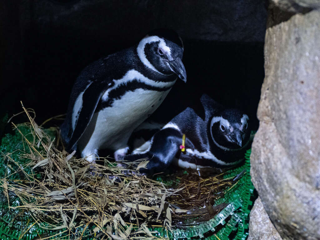 深情守护的企鹅