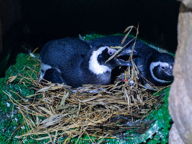 台中海洋馆 企鹅
