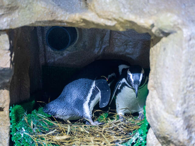 台中海洋馆 麦哲伦企鹅