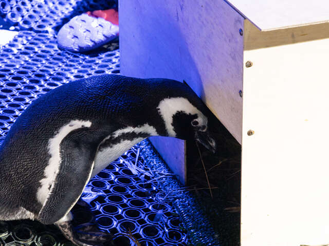 查看巢穴内的企鹅爸爸