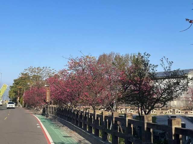 泰安派出所拍攝后里櫻花花況