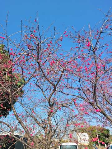 泰安派出所拍攝后里櫻花美景