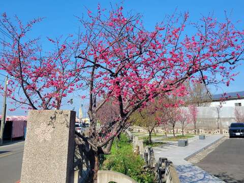 泰安派出所櫻花花況