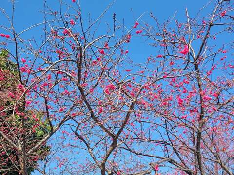 2026 허우리 벚꽃시즌